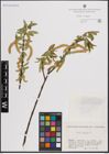 Foto von Salix fragilis L.